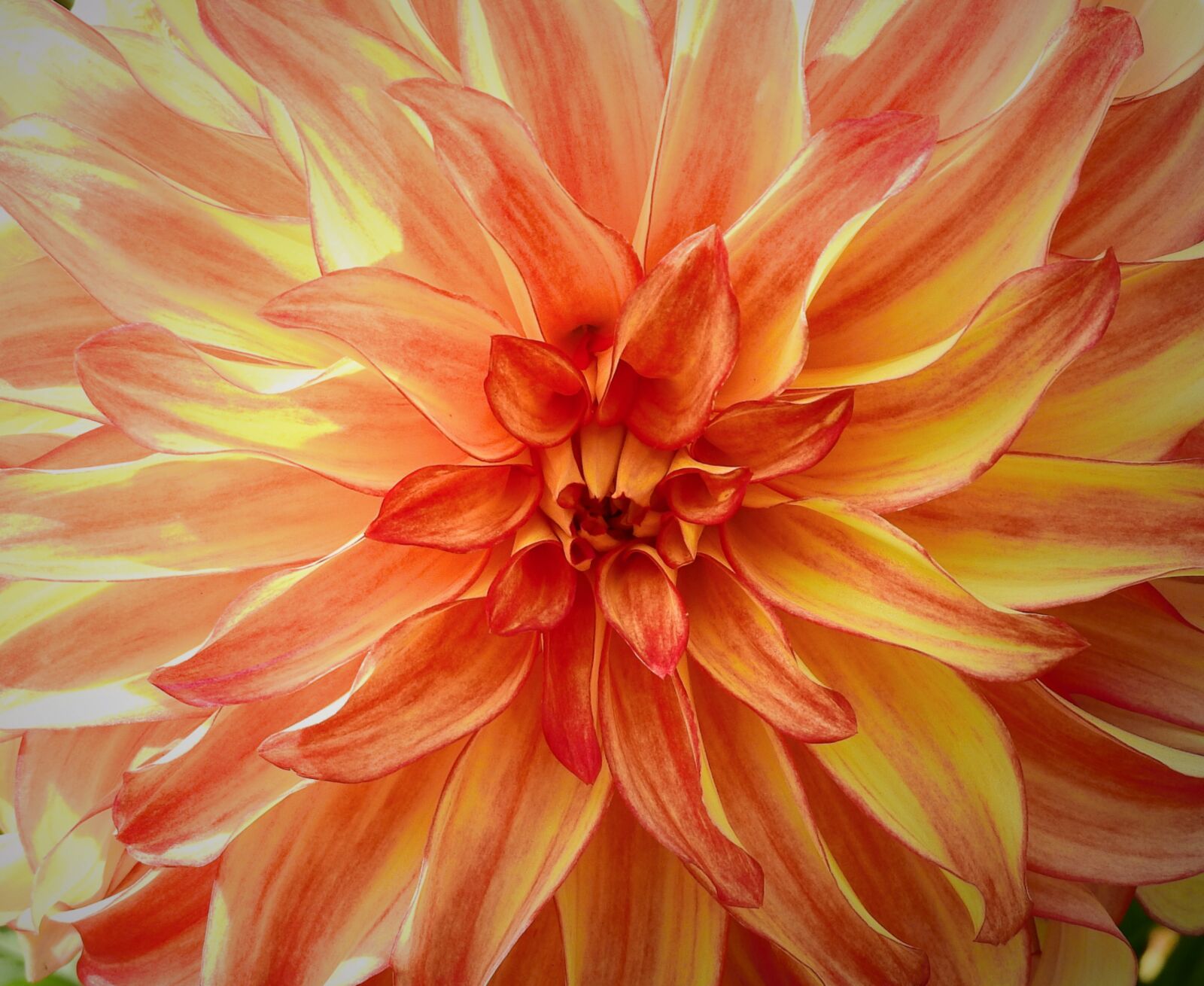Nikon Coolpix P900 sample photo. Flower, macro, figure photography