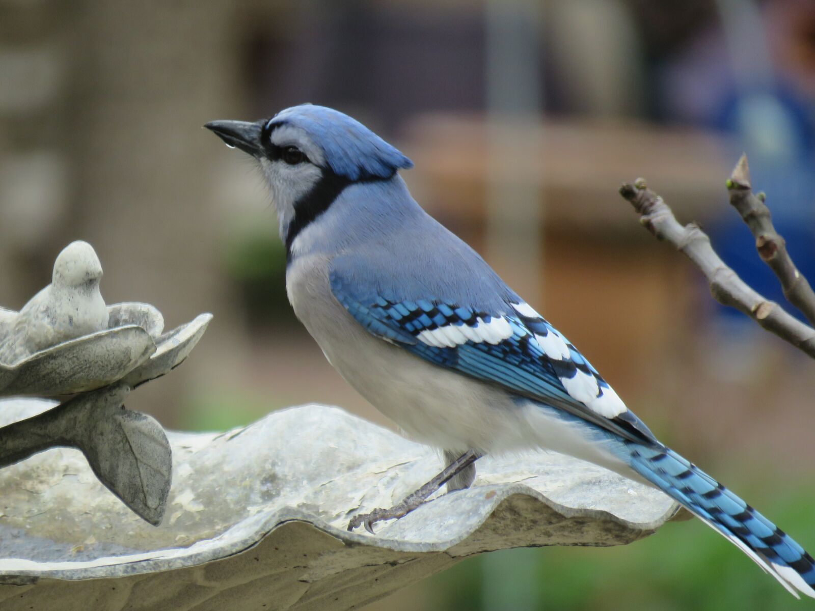 Canon PowerShot SX60 HS sample photo. Blue jay, bird, wildlife photography