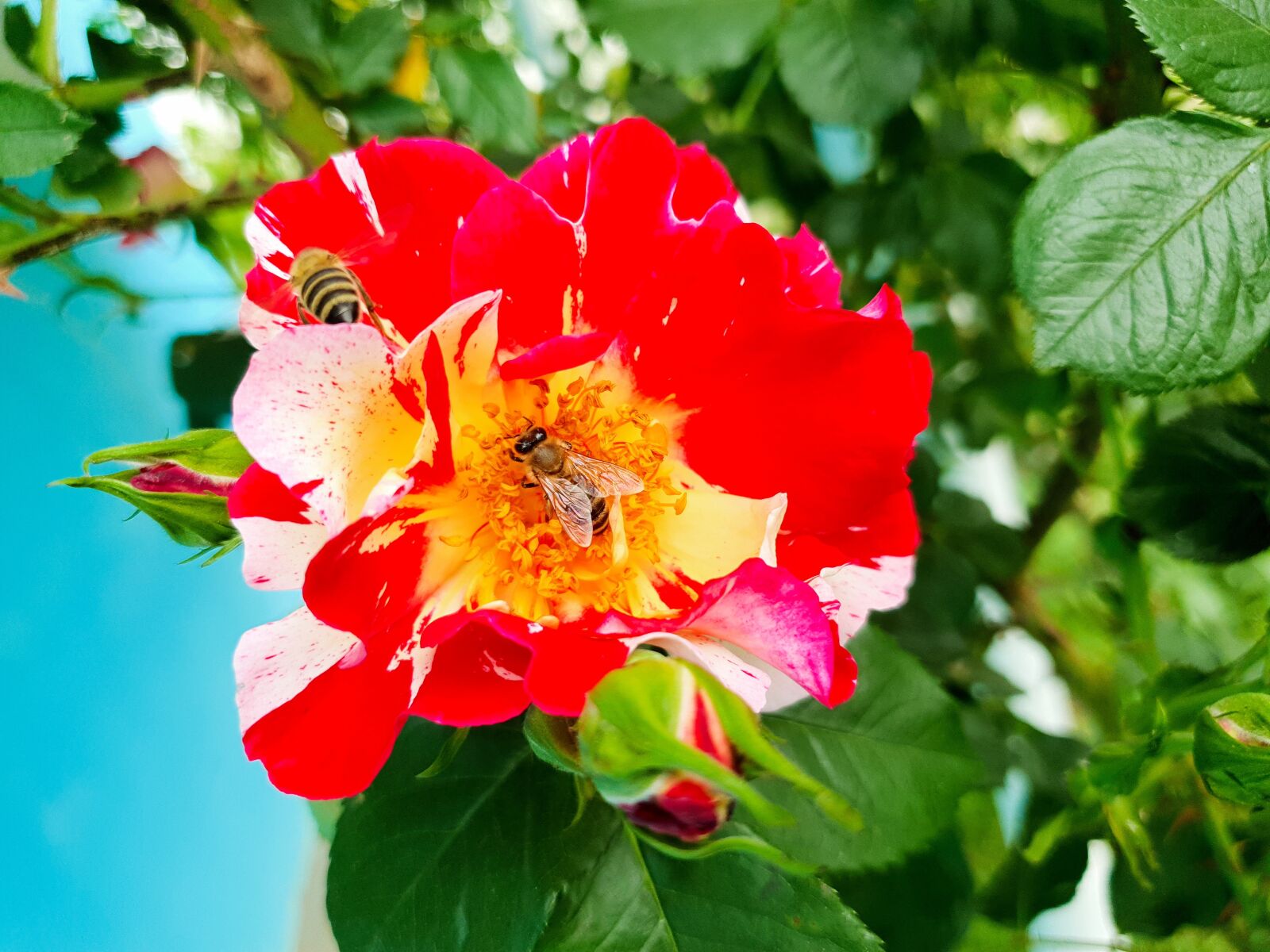 Samsung Galaxy S10e sample photo. Rose, rose-colored, bee pollination photography