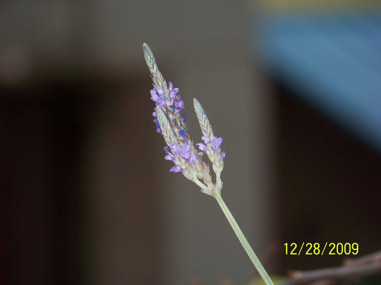 Kodak Z812 IS ZOOM DIGITAL CAMERA sample photo. Own flowers, close-up, share photography