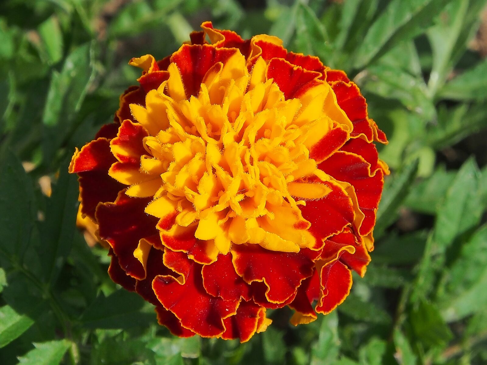 Olympus OM-D E-M5 sample photo. Flower, yellow orange, summer photography
