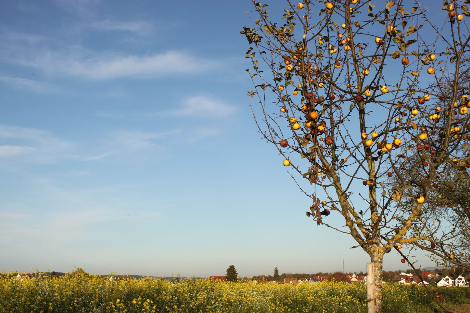 Canon EOS 500D (EOS Rebel T1i / EOS Kiss X3) sample photo. Automn, apple tree, germany photography