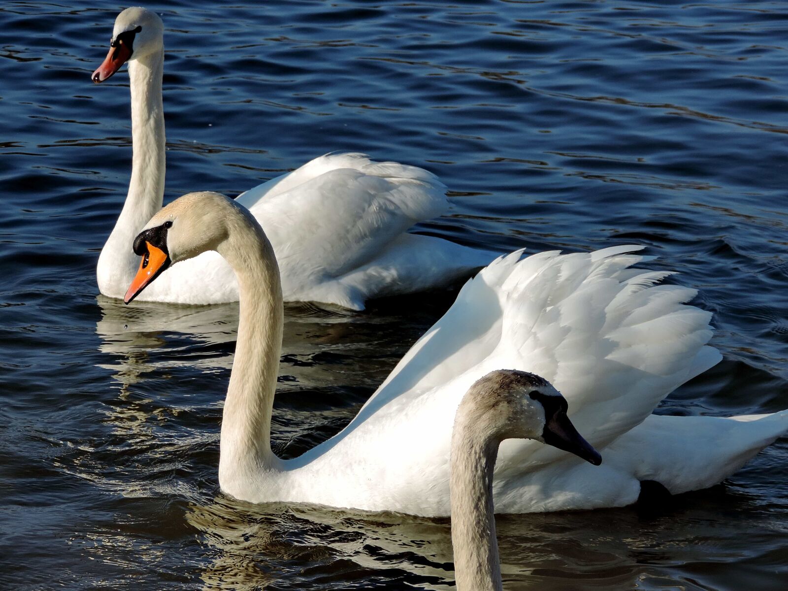 Nikon Coolpix P520 sample photo. Neck, swan, beak, waterfowl photography