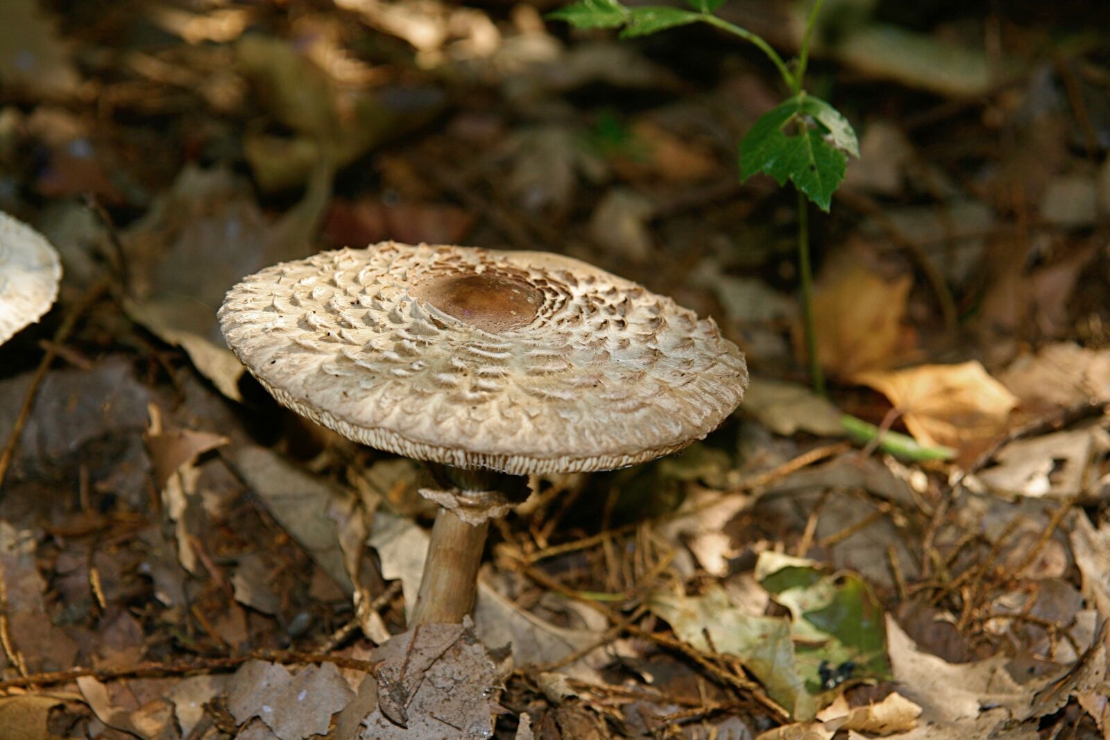 Canon EOS 400D (EOS Digital Rebel XTi / EOS Kiss Digital X) sample photo. Mushroom, forest floor, autumn photography