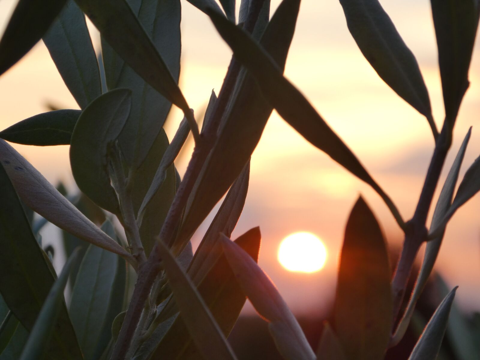 Panasonic DMC-TZ81 sample photo. Olives, sunset, evening photography
