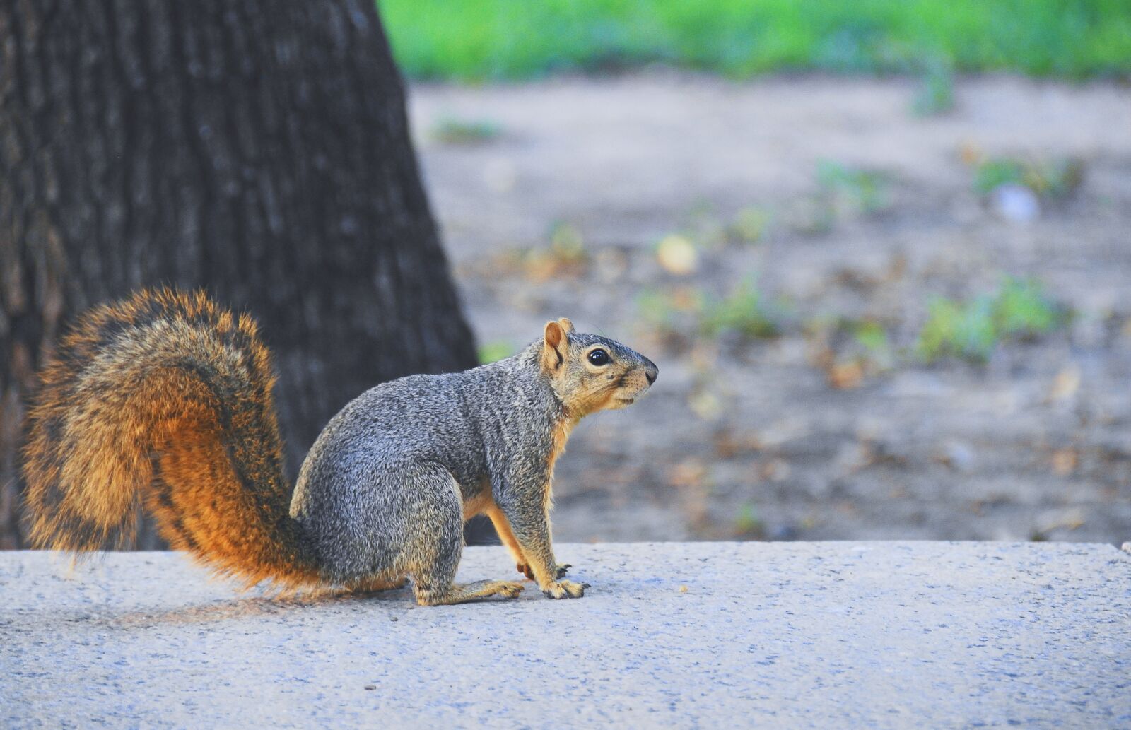 Nikon D40X sample photo. Squirrel, cute, animal photography
