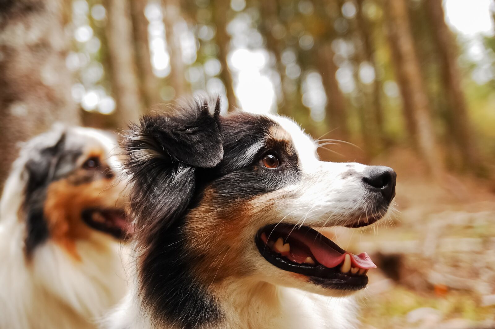 Nikon D40 sample photo. Dog, berger, australian photography