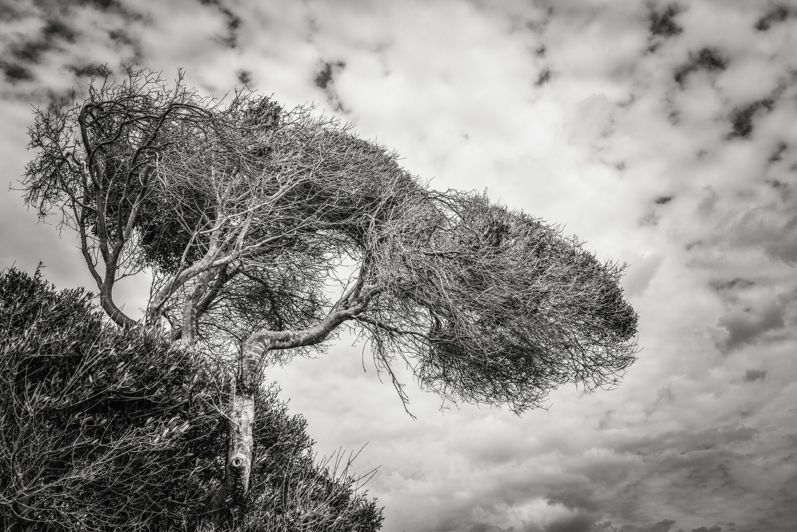 Nikon D3300 sample photo. Tree, sky, clouds photography