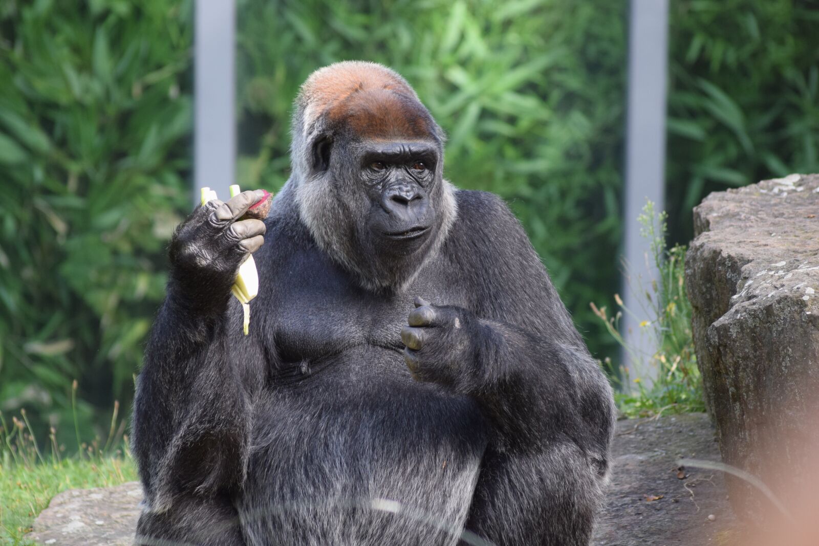 Nikon D3300 sample photo. Gorilla, food, zoo photography