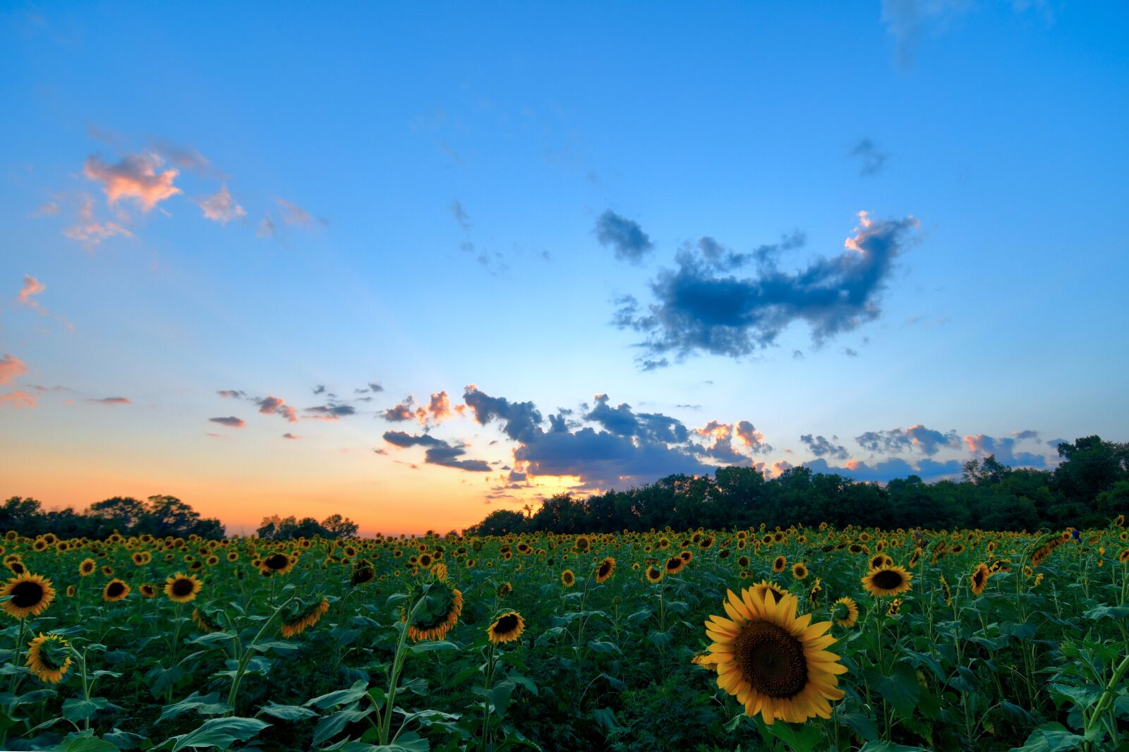 Nikon D500 sample photo. Sunflowers, field, sunset photography