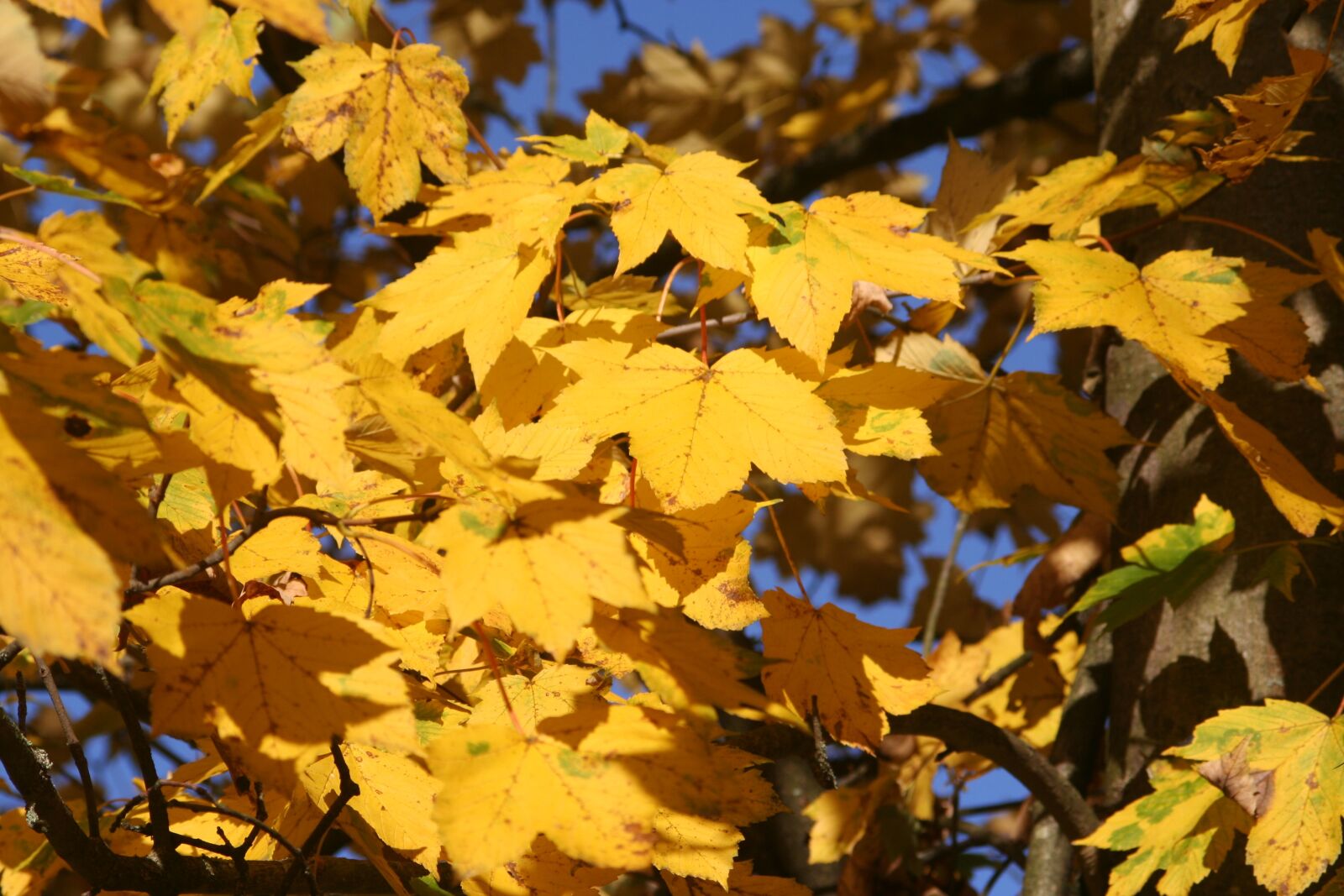 Canon EOS 350D (EOS Digital Rebel XT / EOS Kiss Digital N) sample photo. Fall foliage, maple, yellow photography