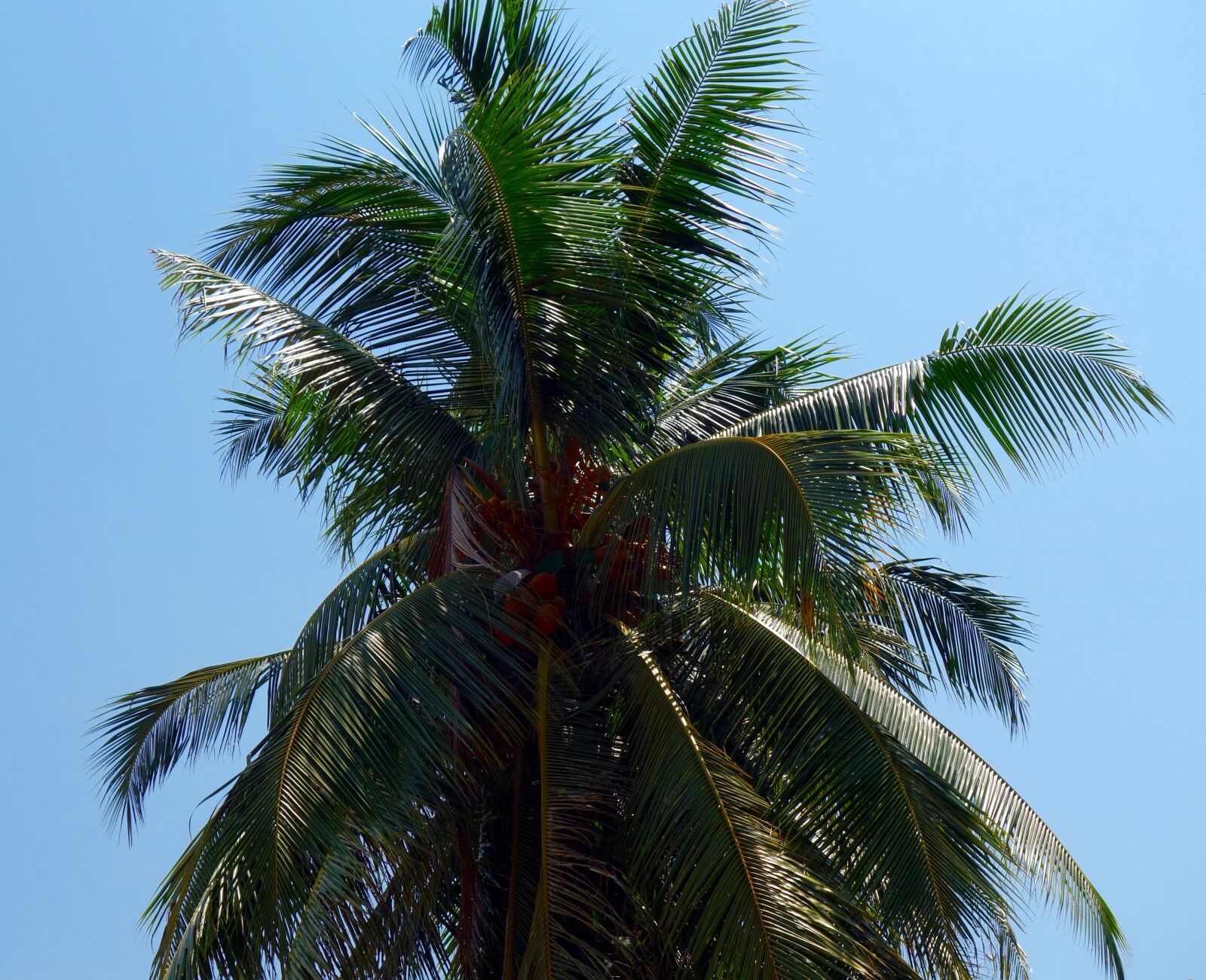 Sony Cyber-shot DSC-RX100 sample photo. Palm, tropical, tree photography