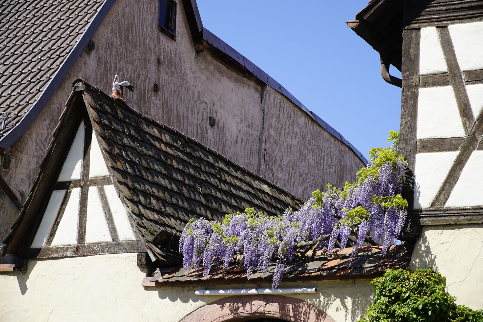 Sony a7R II + Sony E PZ 18-105mm F4 G OSS sample photo. Wisteria, flowers, blue photography