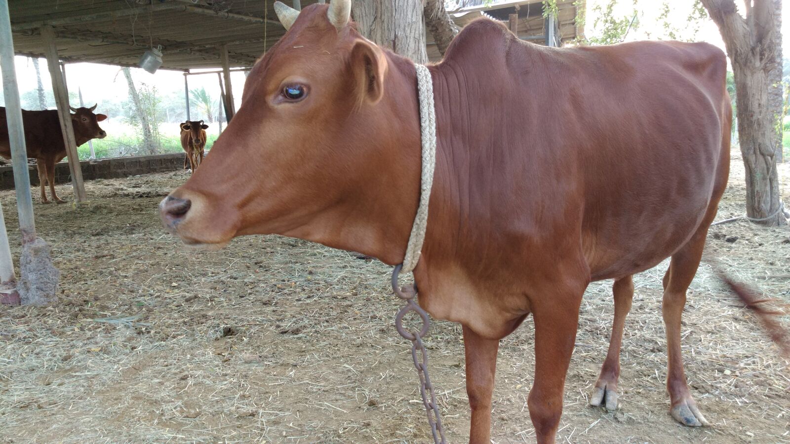 ZTE A1P sample photo. Animal, animals, cows photography