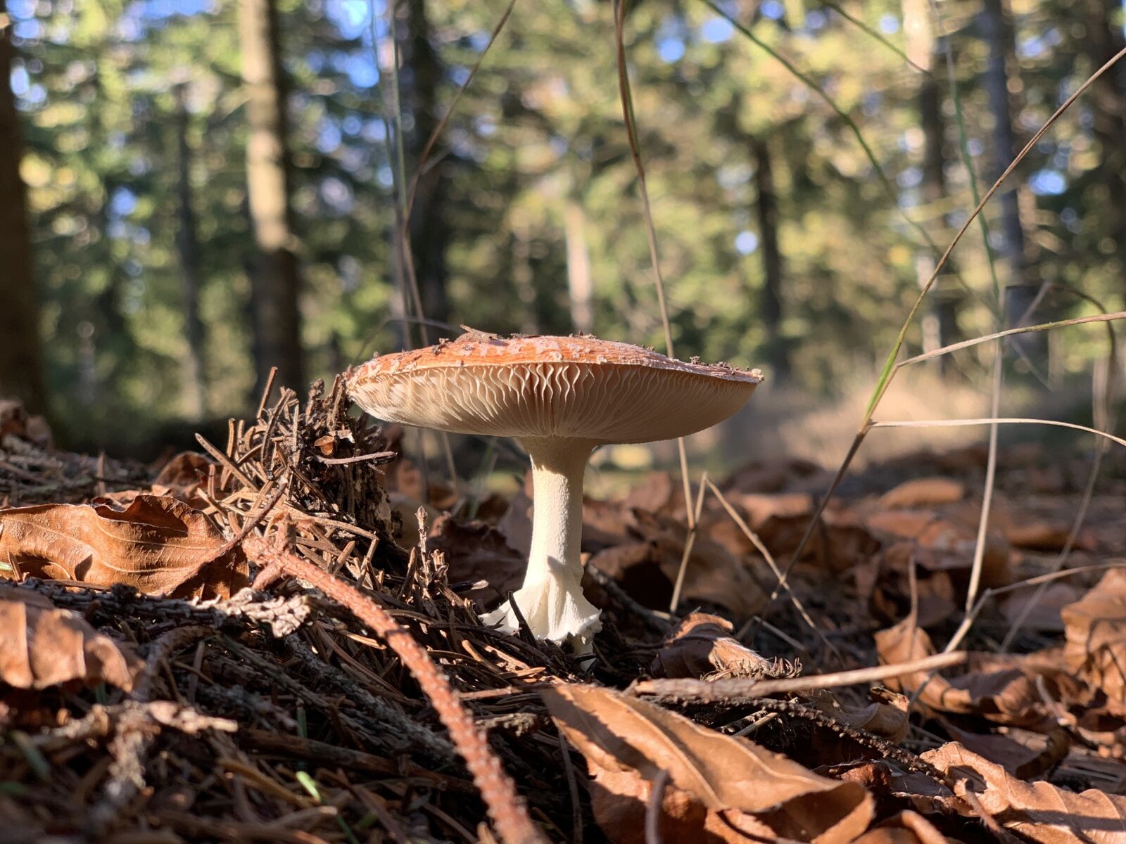 iPhone XS back dual camera 6mm f/2.4 sample photo. Mushrooms, mushroom collection, mushroom photography