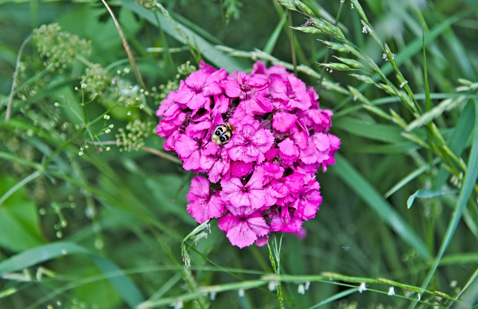 Nikon D750 sample photo. Brush beetle, sweet william photography