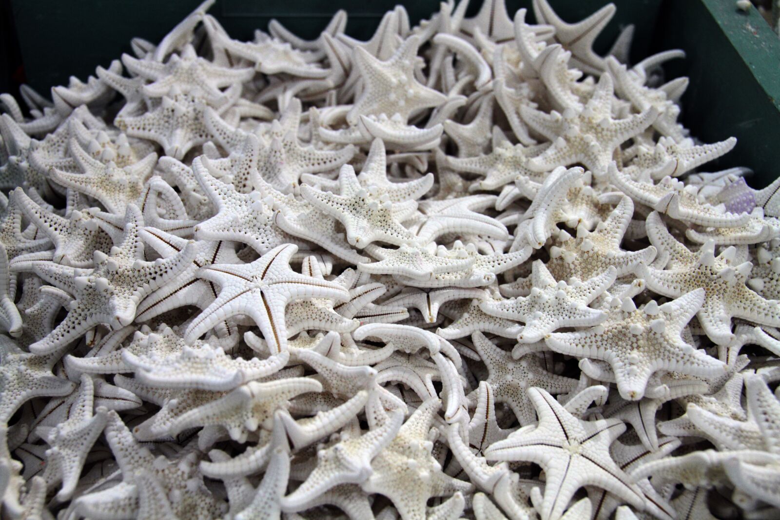 Canon EOS 7D sample photo. Shells, ocean, starfish photography
