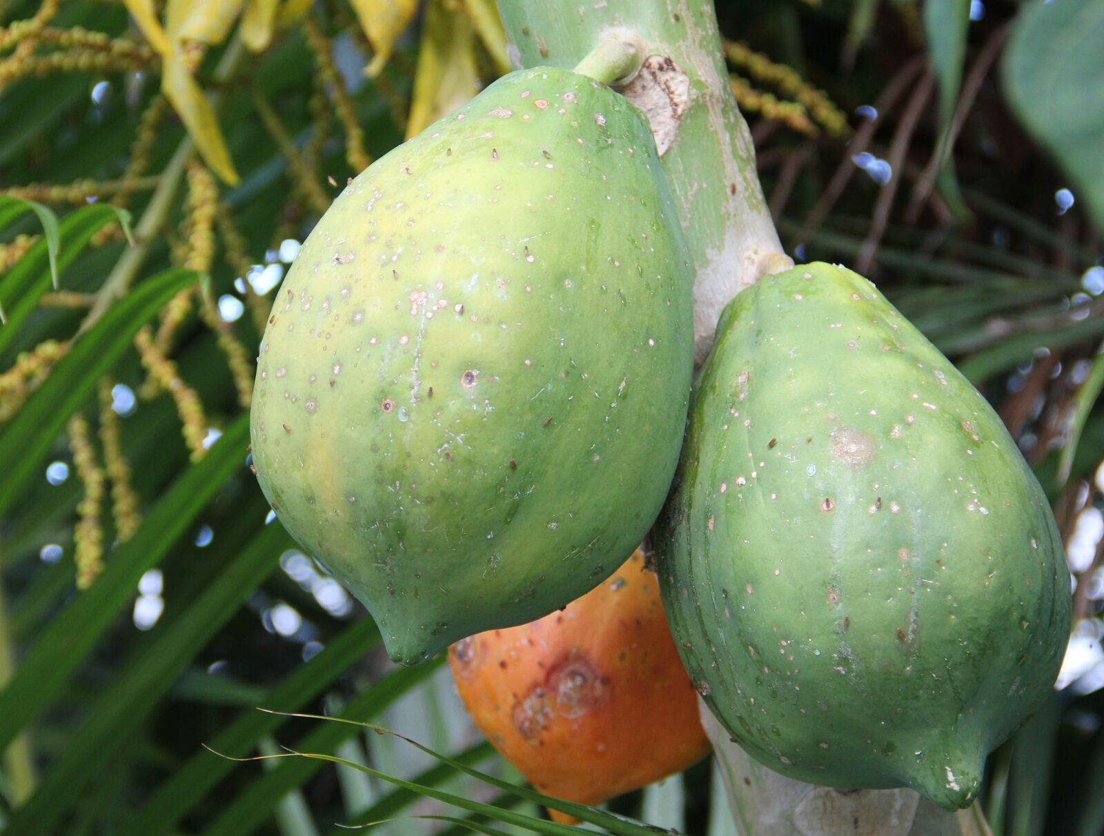 Canon EOS 550D (EOS Rebel T2i / EOS Kiss X4) sample photo. Ripe papaya, unripe papaya photography