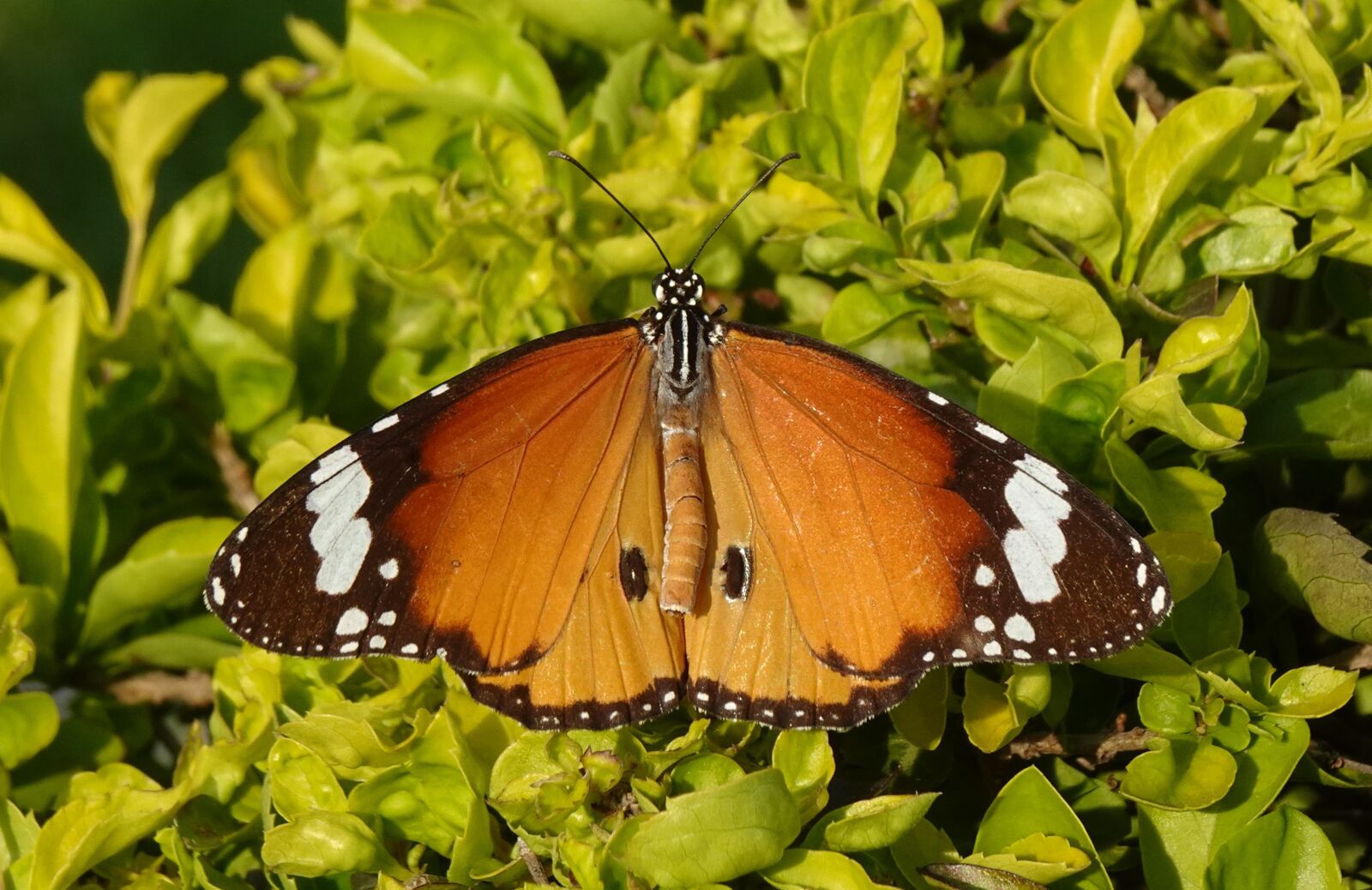 Sony DSC-WX800 sample photo. Butterfly, plain tiger, insect photography