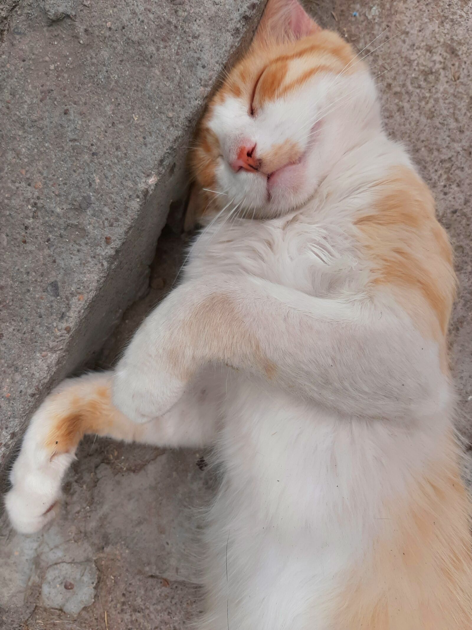 Samsung Galaxy A50 sample photo. Animals, cat, sleep photography