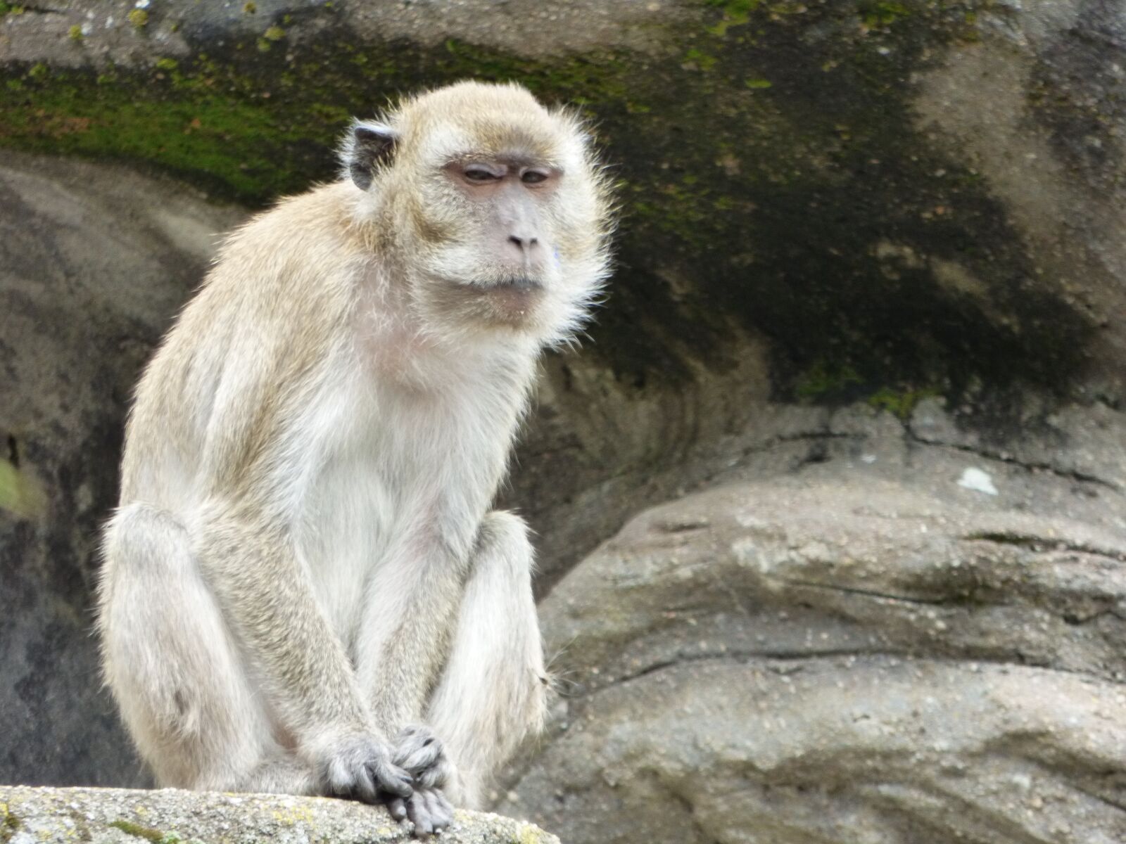 Panasonic DMC-FZ72 sample photo. Monkey, animal, zoo photography