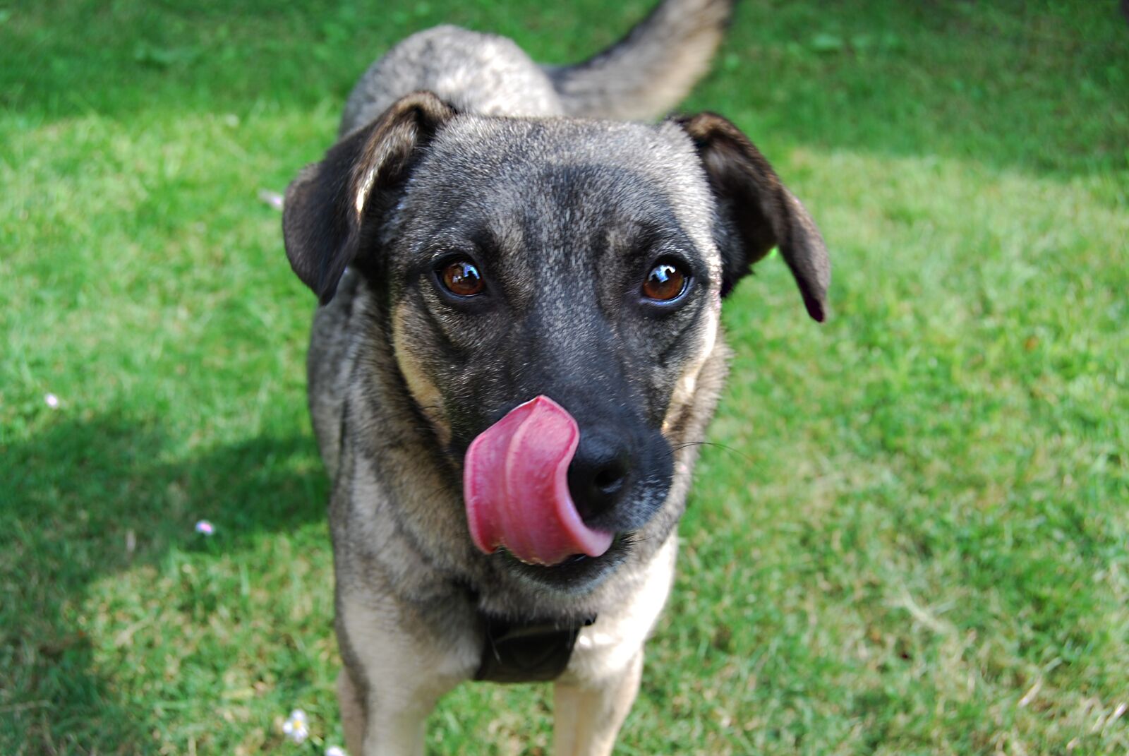 Nikon D60 sample photo. Dog, hybrid, pet photography