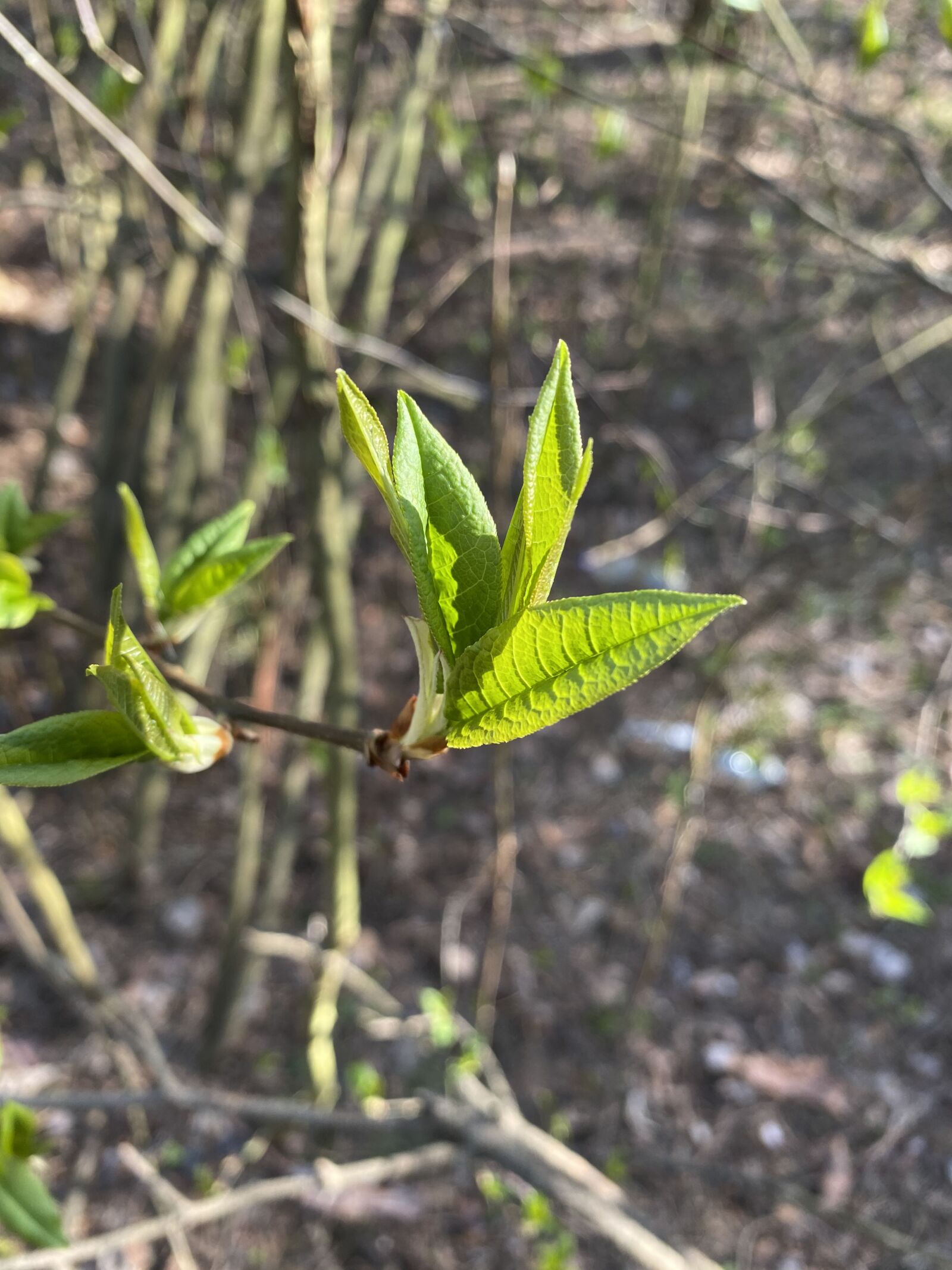 Apple iPhone 11 sample photo. Spring, tree, nature photography