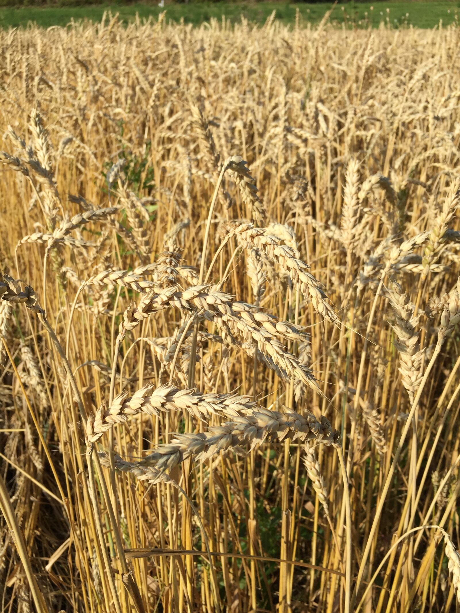 iPhone 6 back camera 4.15mm f/2.2 sample photo. Grain, cornfield, cereals photography