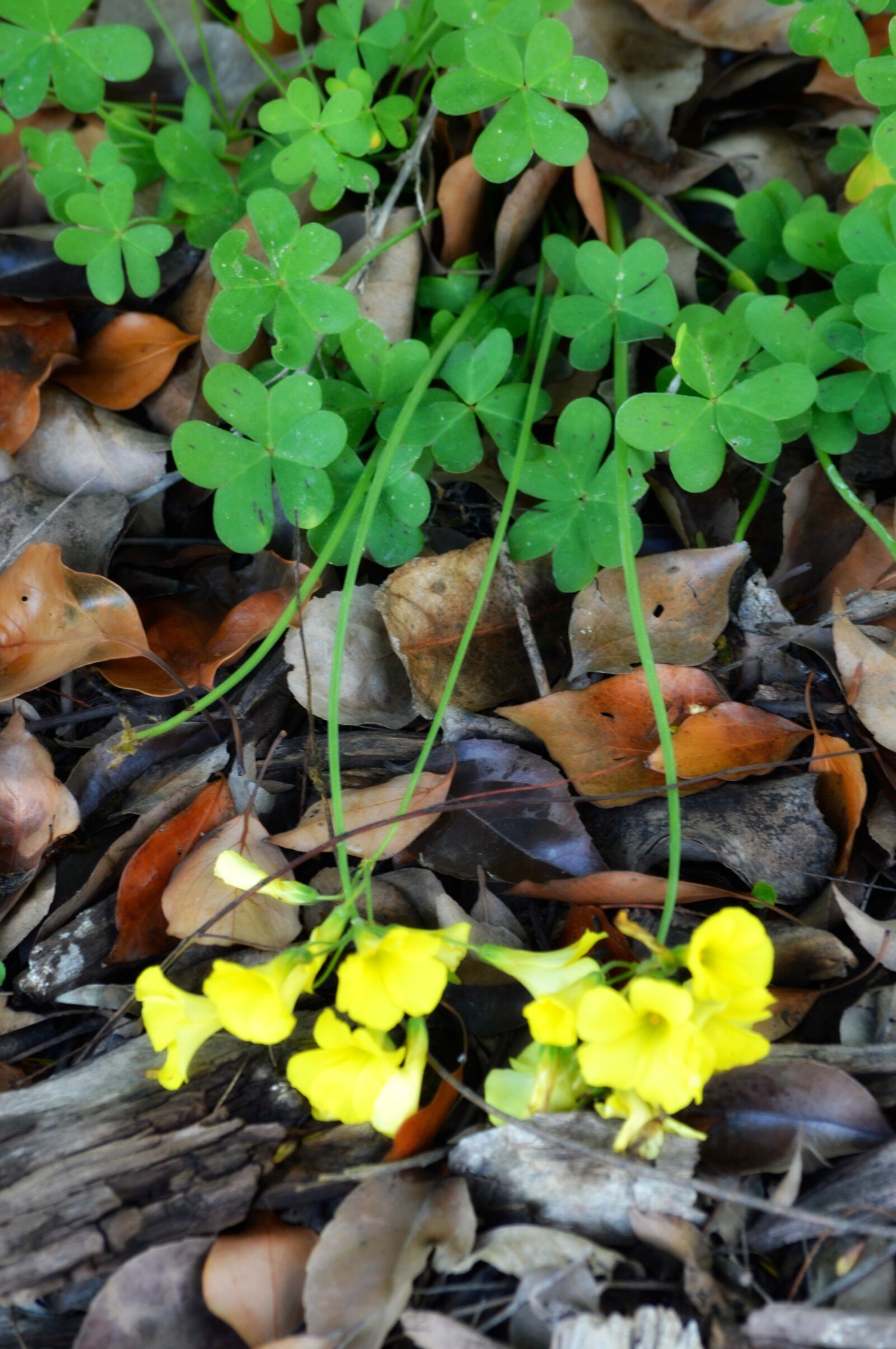 Nikon D3200 sample photo. Clover, lemon clover, yellow photography