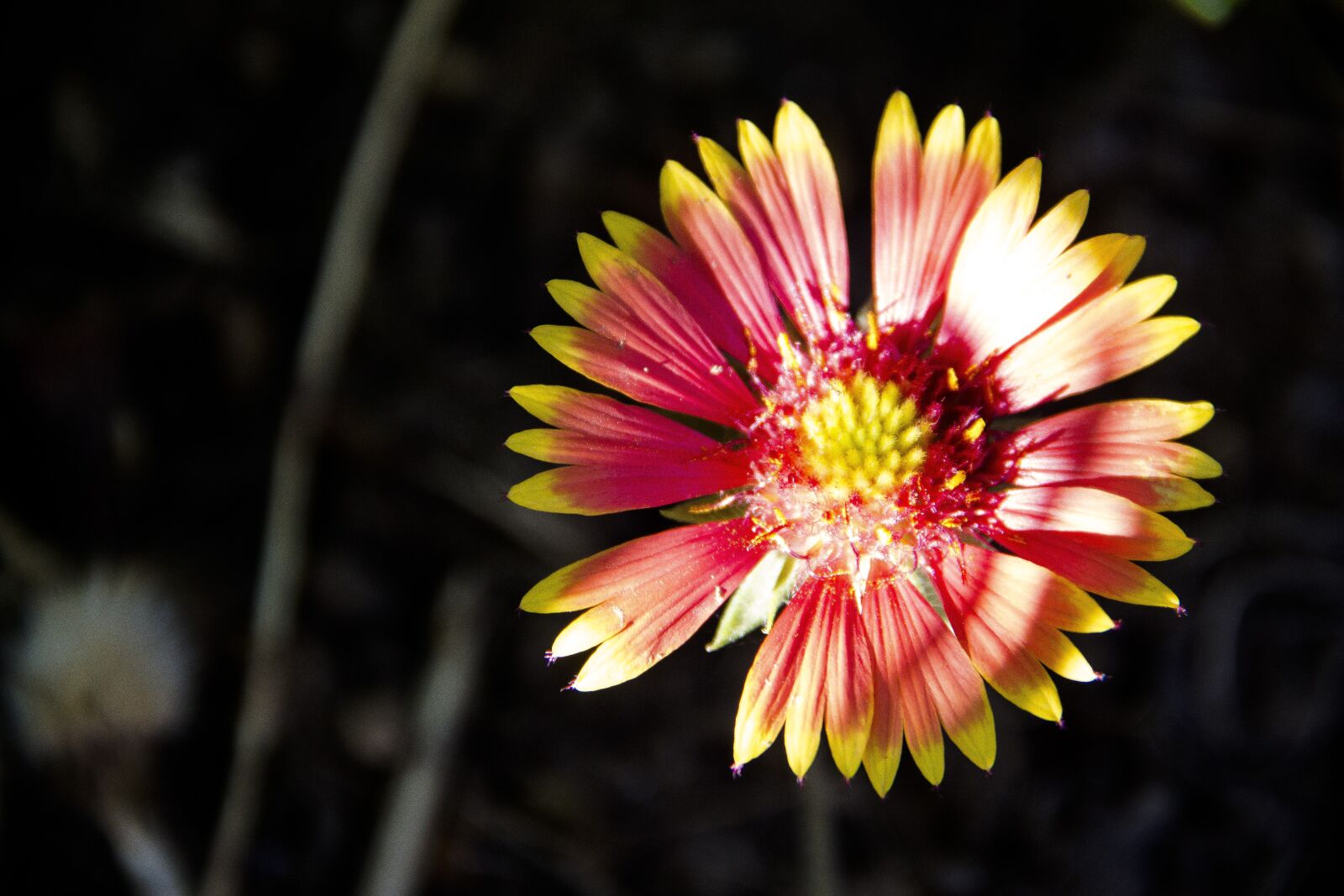 Canon EOS 650D (EOS Rebel T4i / EOS Kiss X6i) sample photo. Garden, flower, bloom photography
