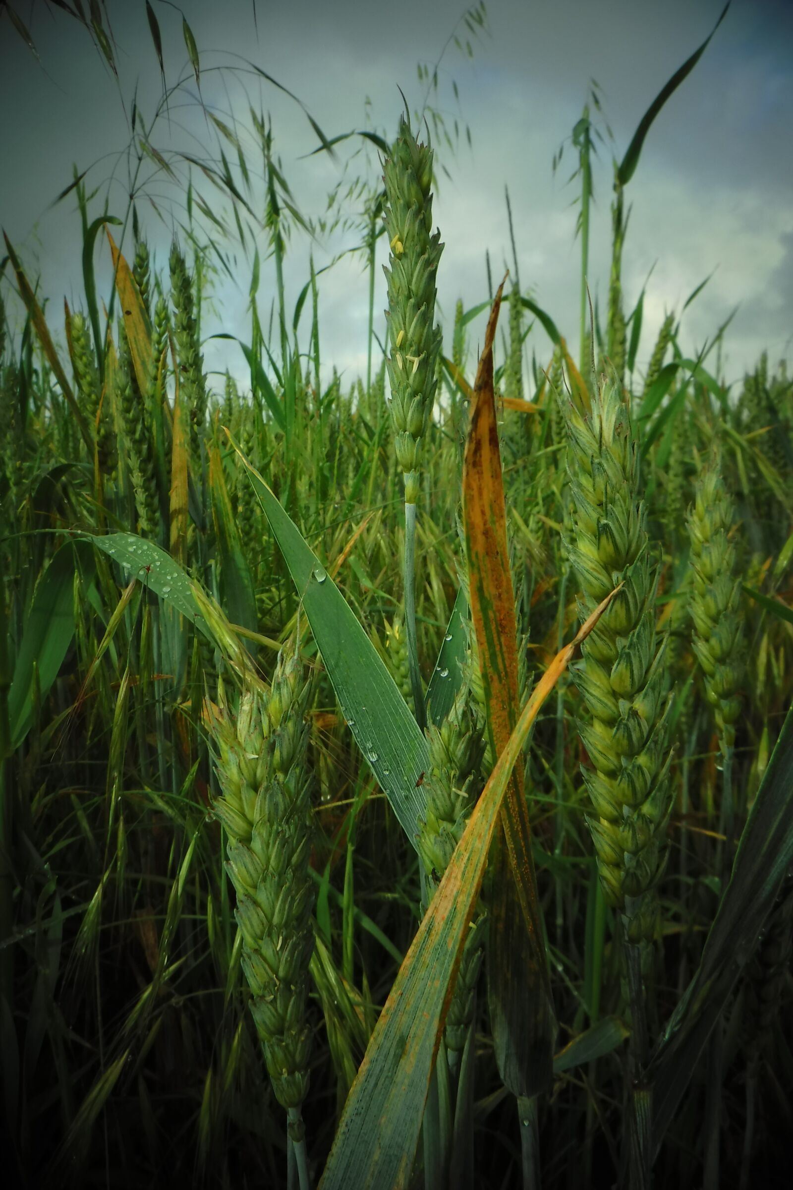Fujifilm FinePix XP90 XP91 XP95 sample photo. Grain, field, wheat photography