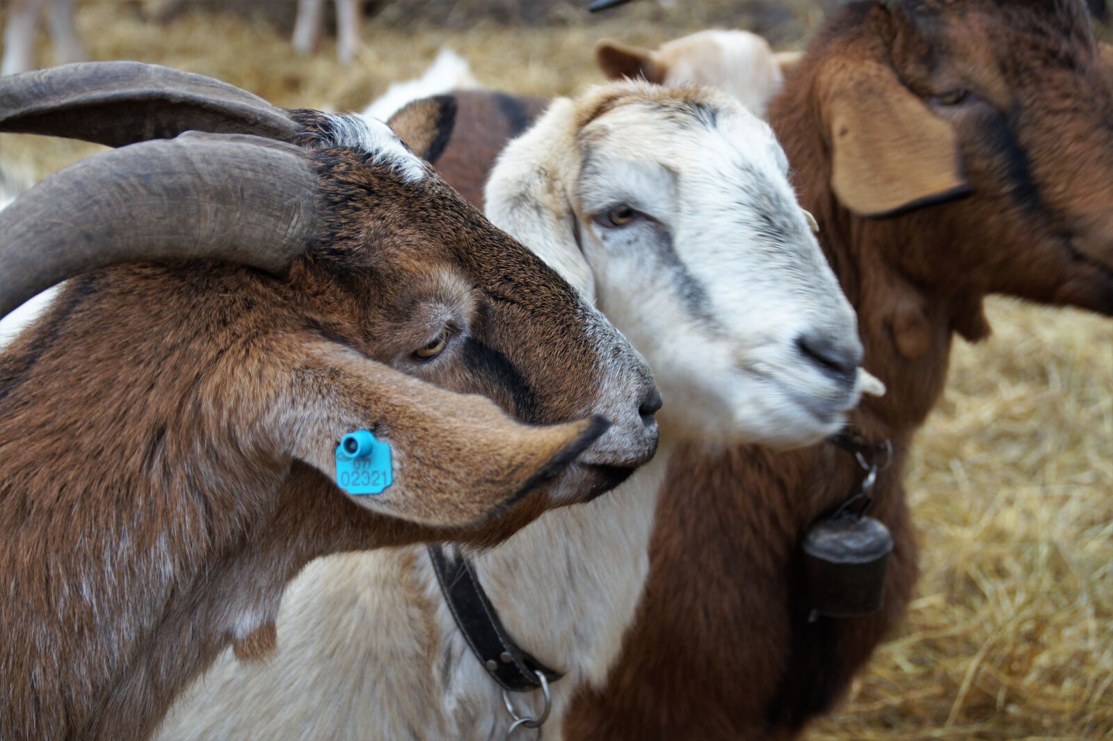 Sony SLT-A58 sample photo. Goat, sheep, cameroon photography