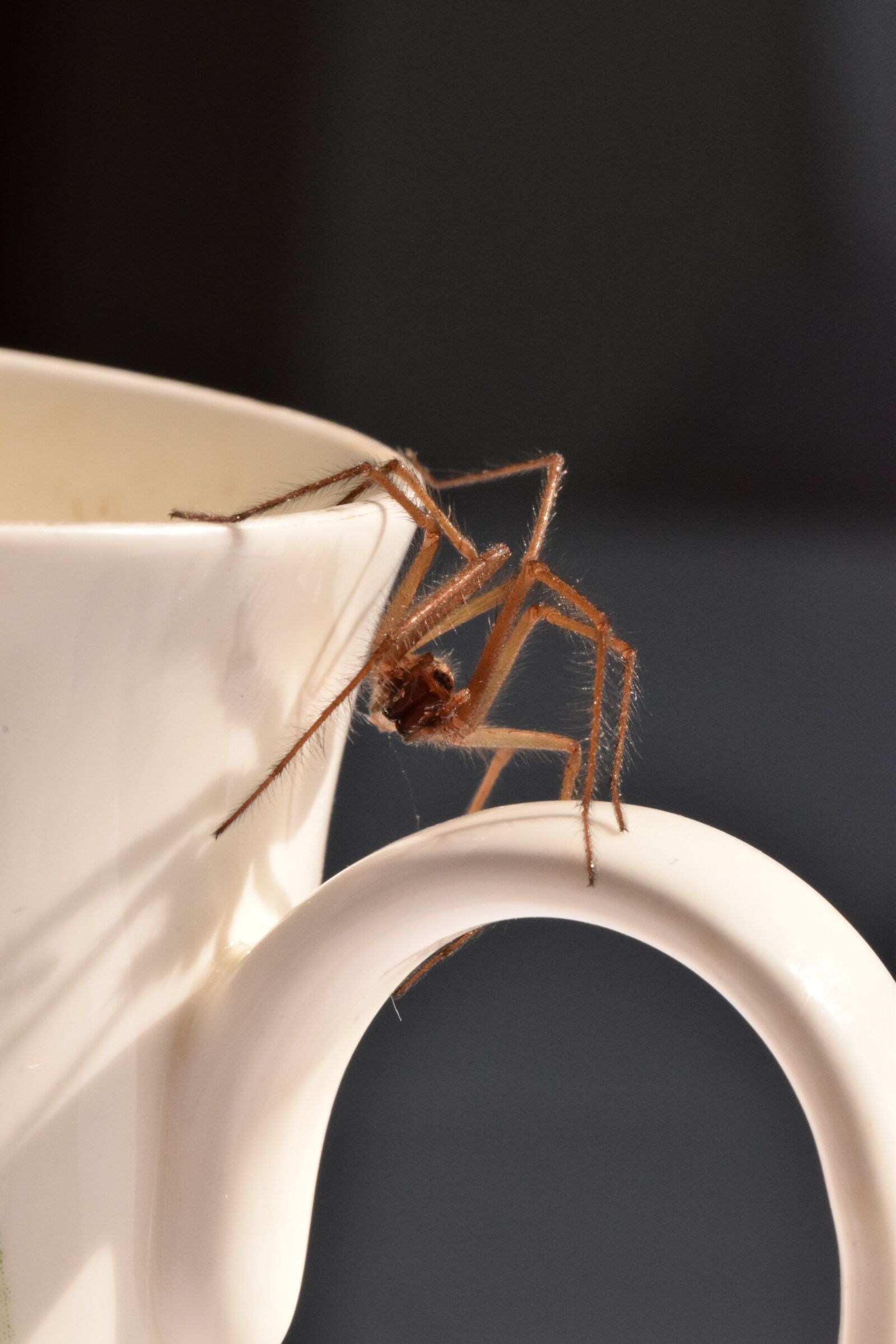 Nikon D5300 sample photo. Spider, cup, arachnid photography
