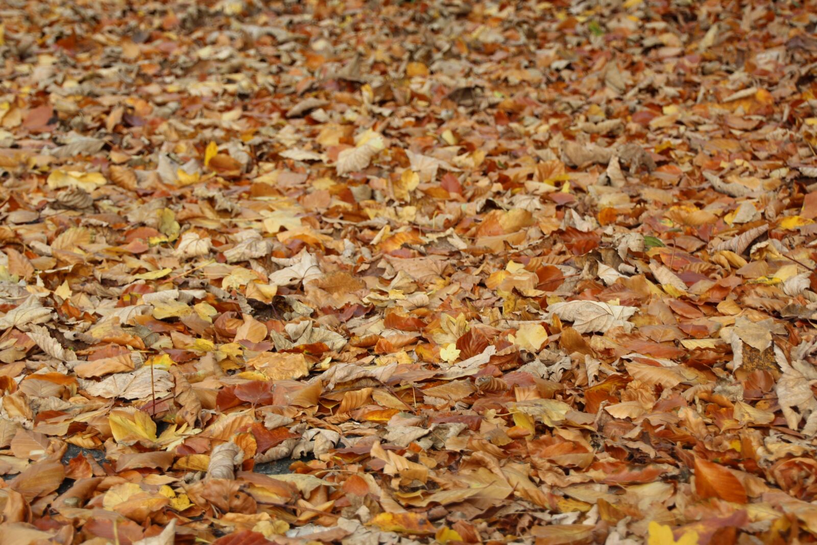Canon EOS 1200D (EOS Rebel T5 / EOS Kiss X70 / EOS Hi) sample photo. Leaves, autumn, wales photography