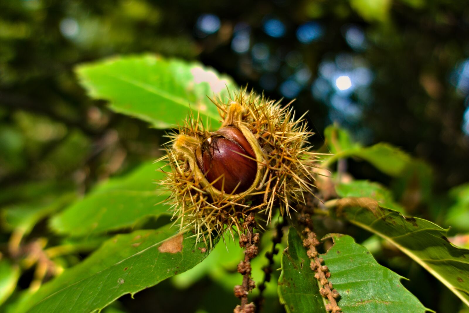Sony DSC-RX100M5A sample photo. Chestnut, fall, nature photography