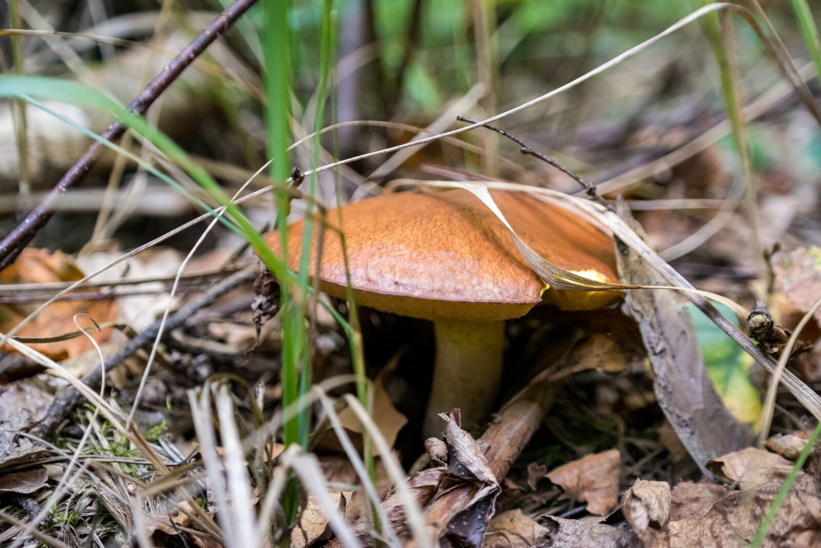 Samsung NX300 sample photo. Mushroom, nature, forest photography