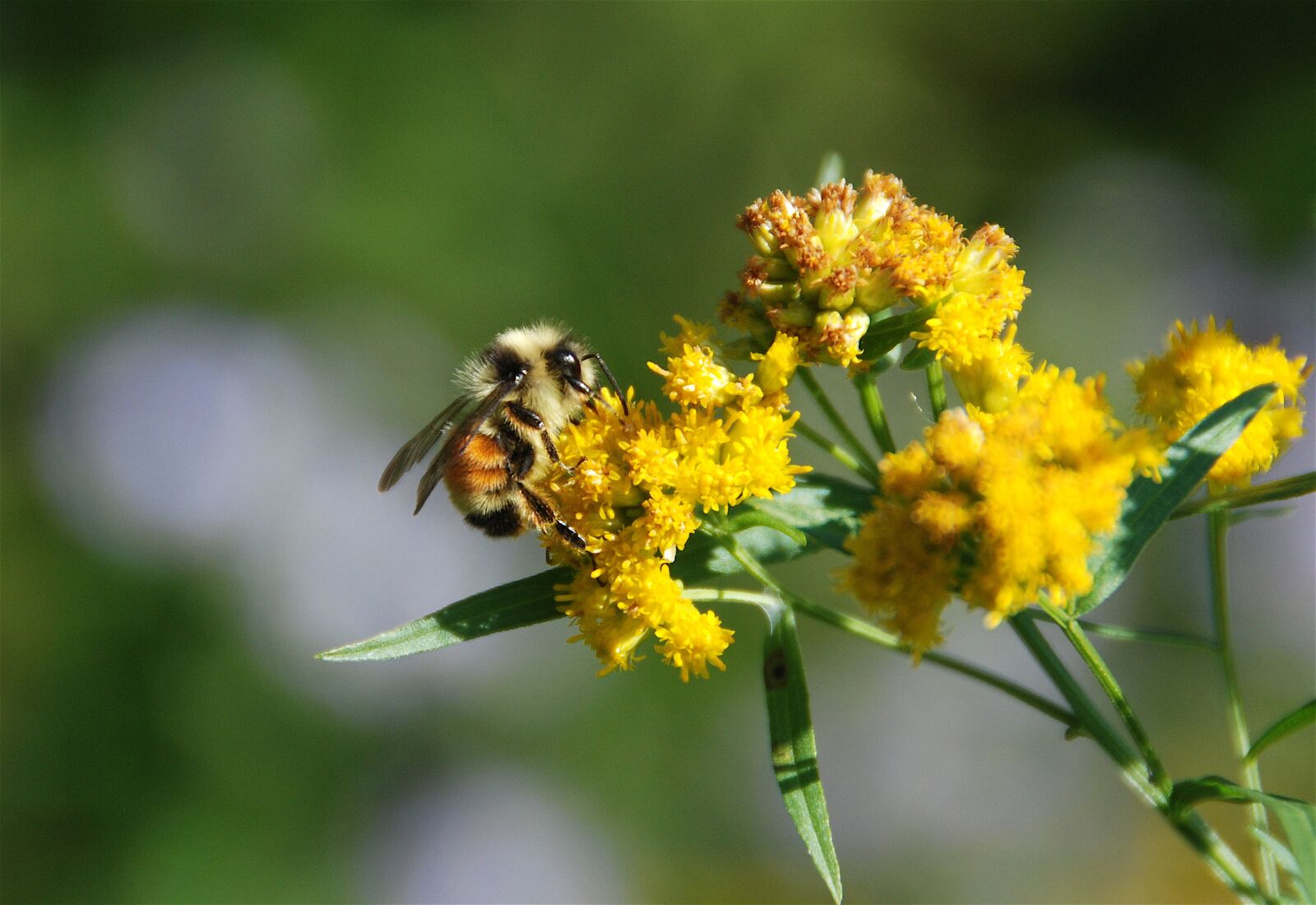 Nikon D80 sample photo. Bee, flower, insect photography