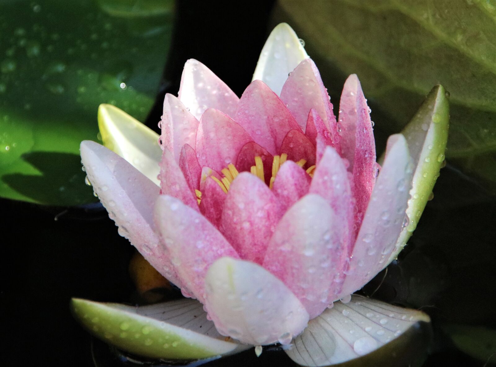 Canon EOS 750D (EOS Rebel T6i / EOS Kiss X8i) sample photo. Seerose, rosa, schwimmen photography