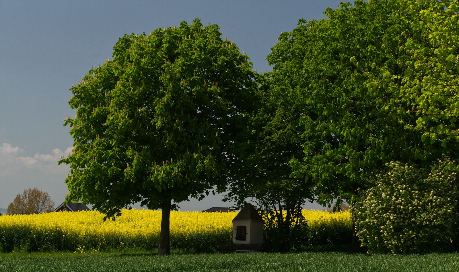 Nikon D3100 sample photo. Tree, oilseed rape, nature photography