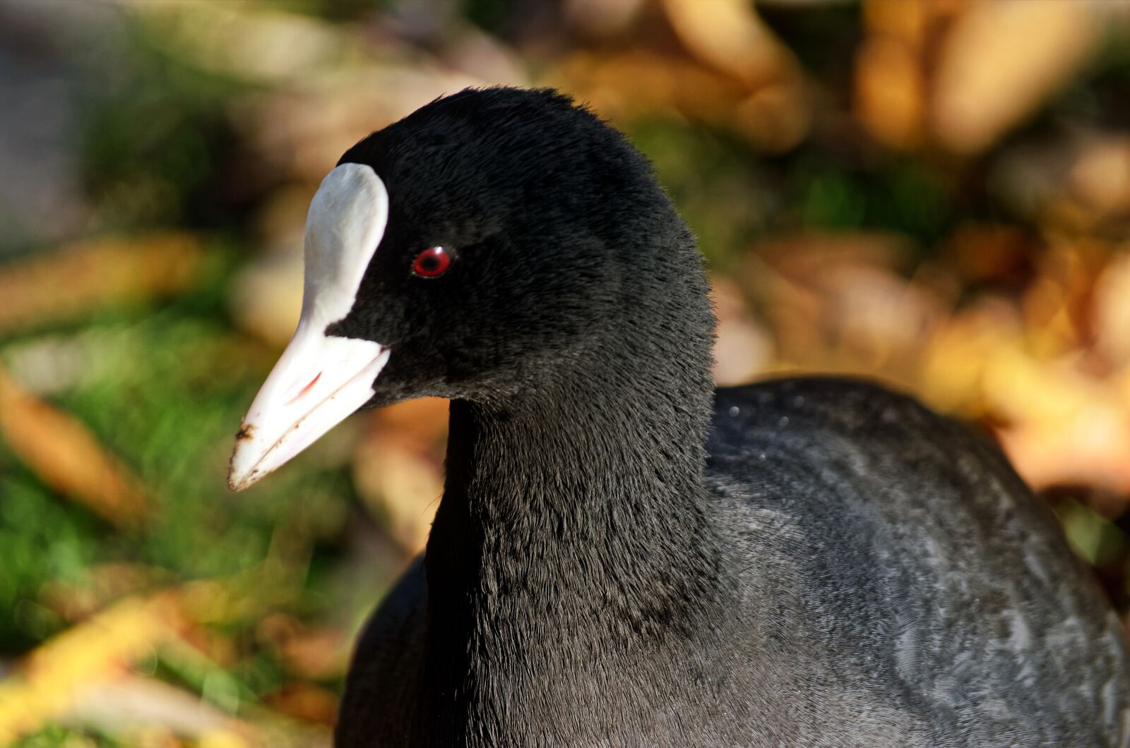 Nikon D5100 sample photo. Bird, coot, plumage photography