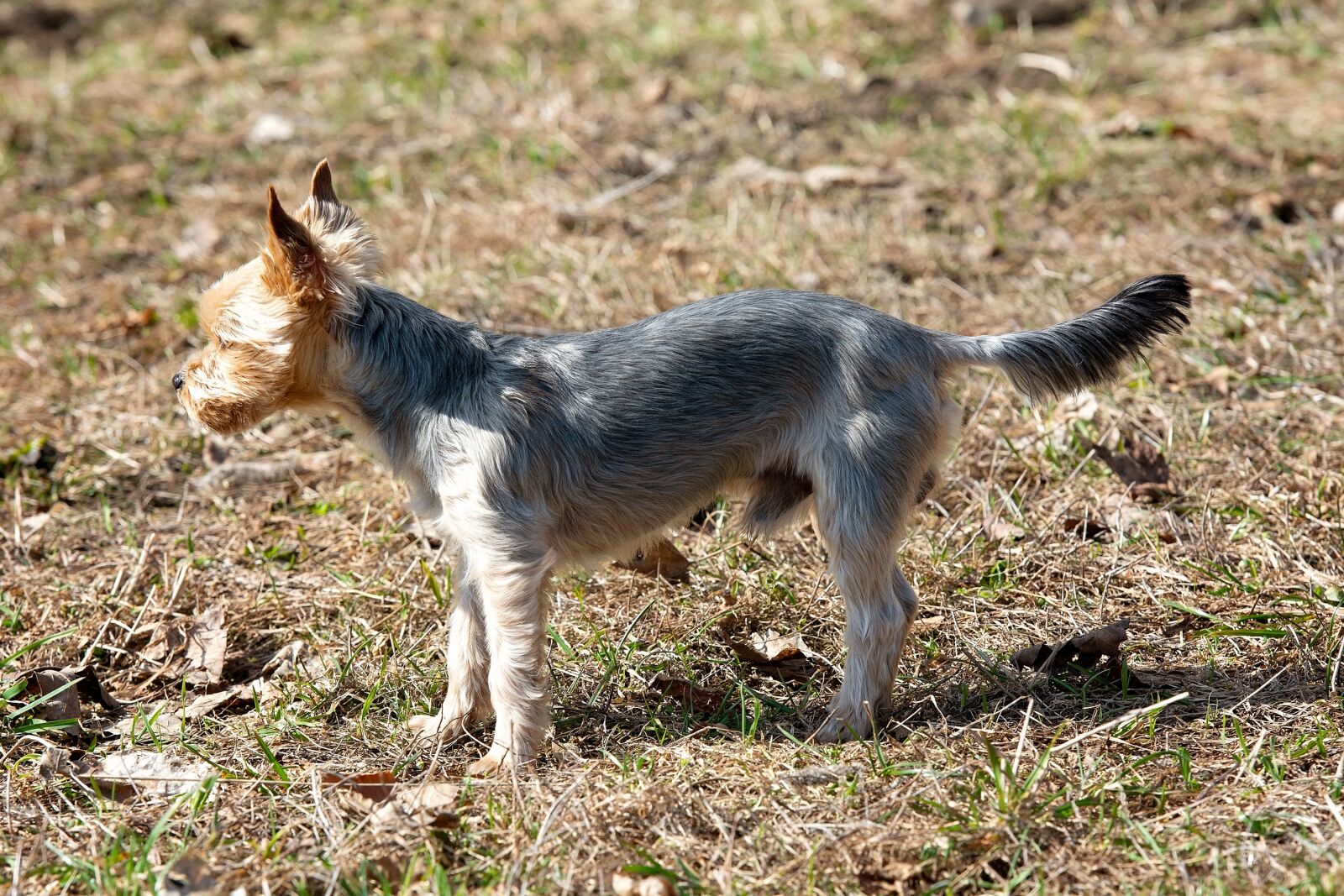 Nikon D7100 sample photo. Dog, small, yorki photography