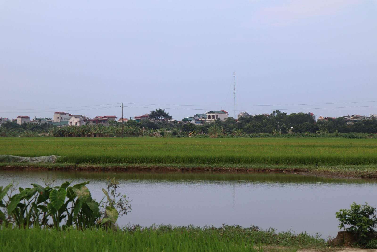 Canon EOS M50 (EOS Kiss M) sample photo. Rice fields, silk, rice photography