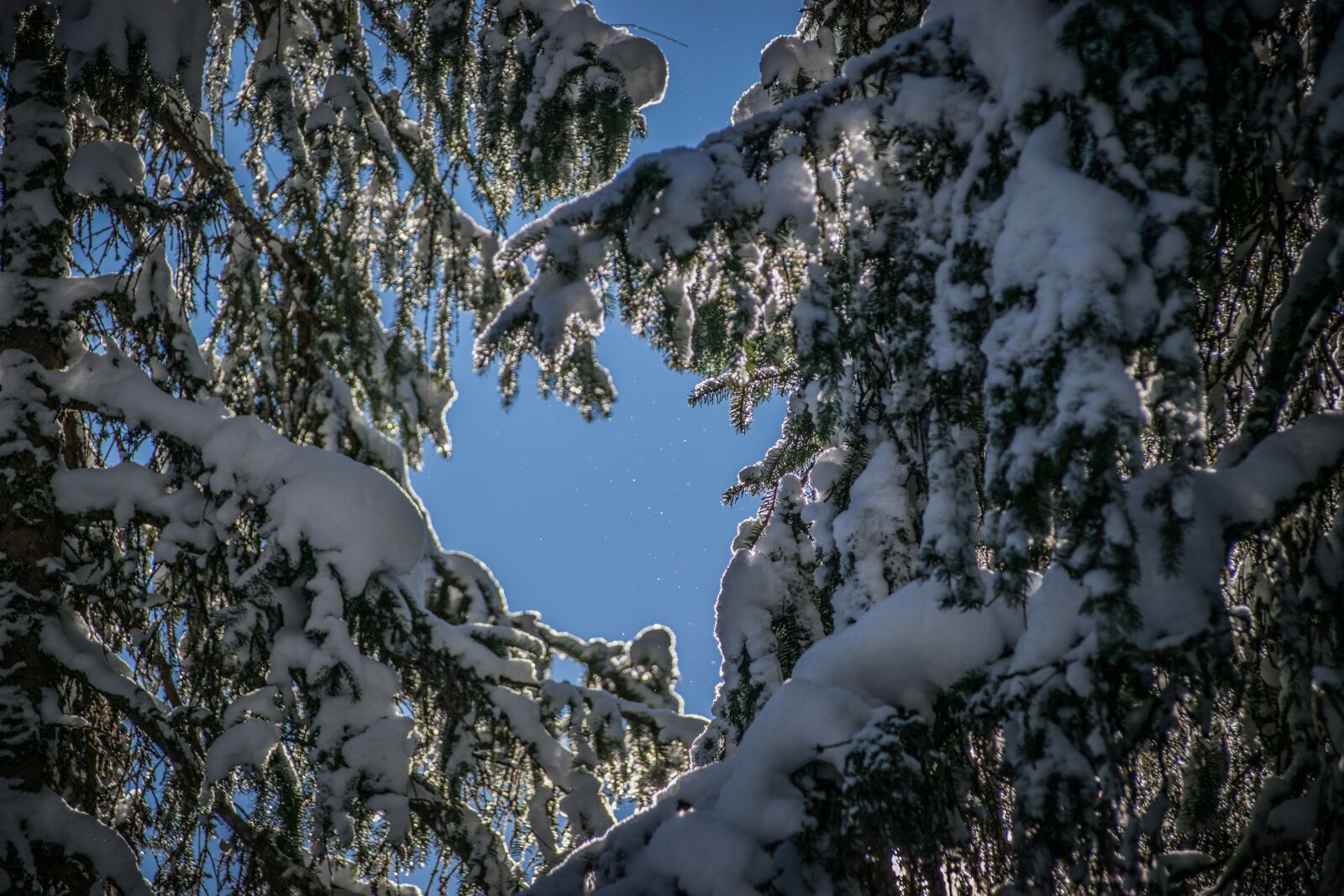 Nikon D5300 sample photo. Forest, mountains, snow photography
