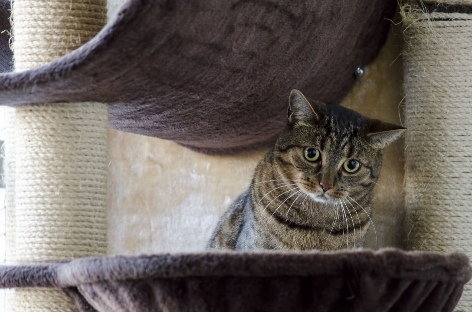Nikon D5100 sample photo. Cat, kitten, domestic cat photography