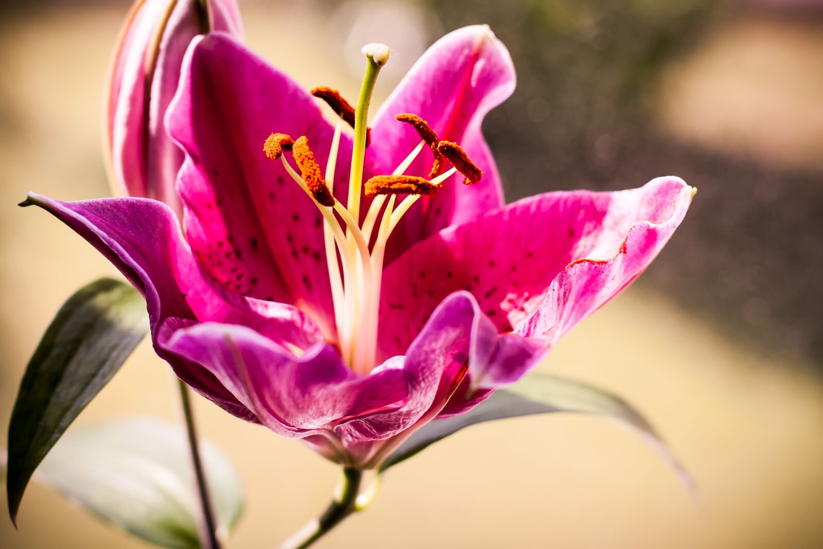 Canon EOS 40D sample photo. Lily, flower, nature photography