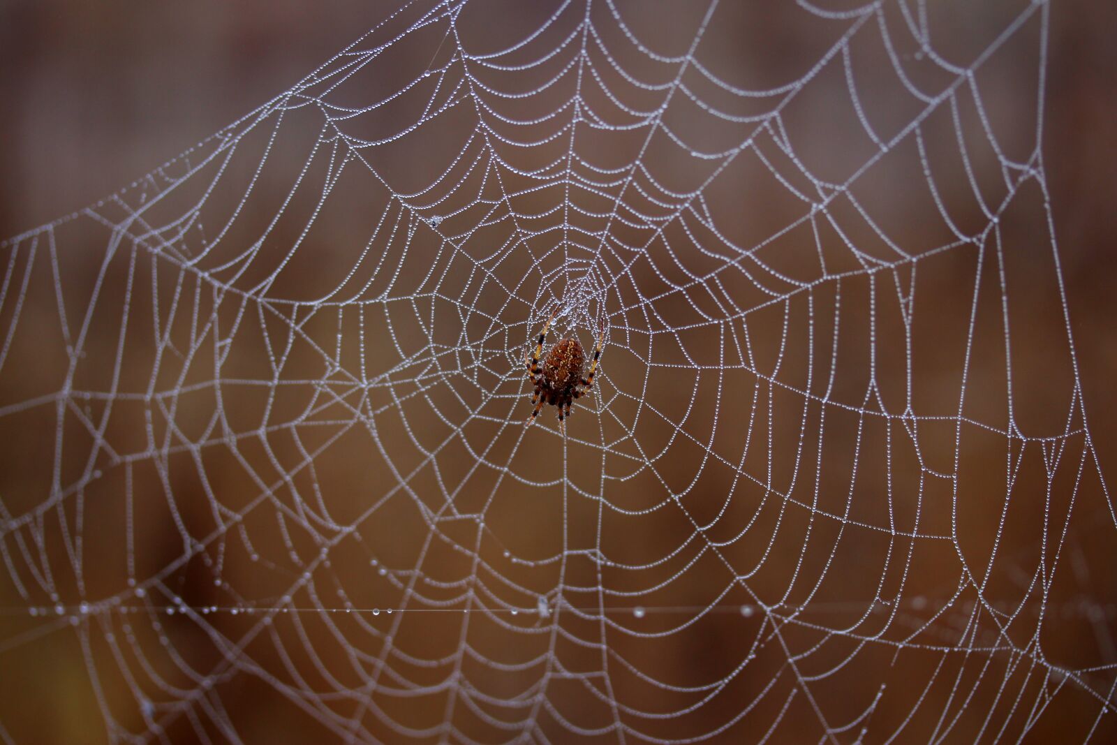 Canon EF-S 60mm F2.8 Macro USM sample photo. Spider, spider web, wet photography