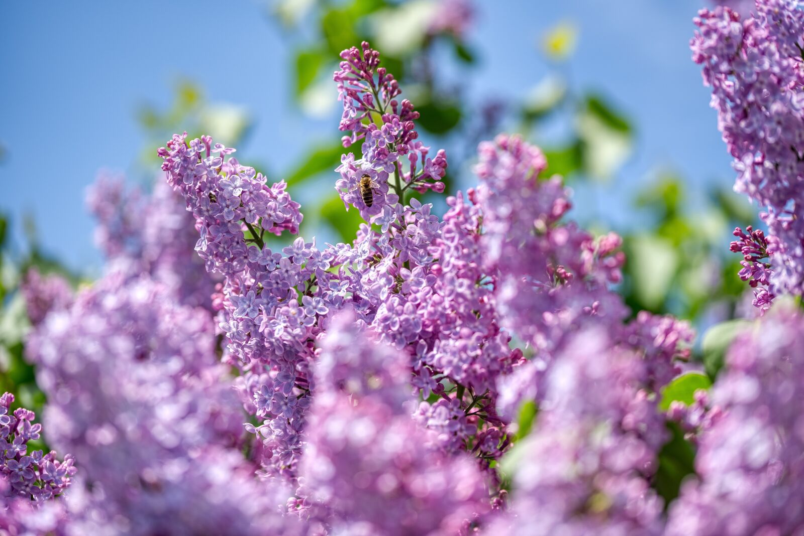Nikon D750 sample photo. Lilac, olive crop, purple photography