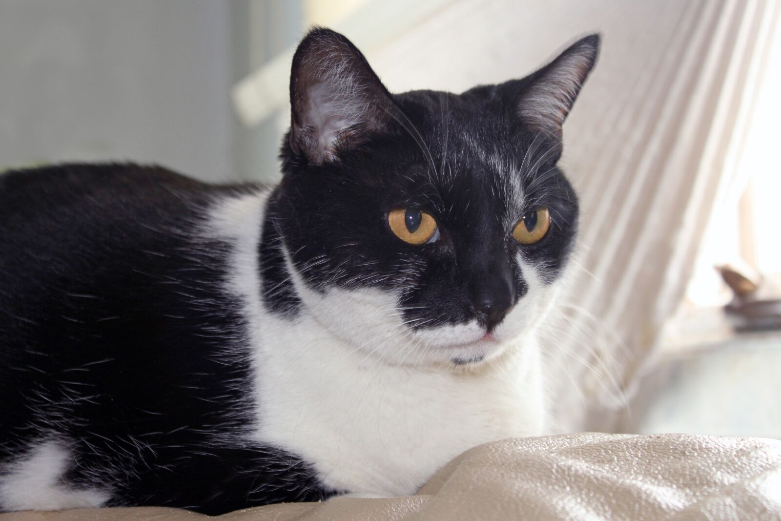 Canon EOS 500D (EOS Rebel T1i / EOS Kiss X3) sample photo. Cat, black, white photography