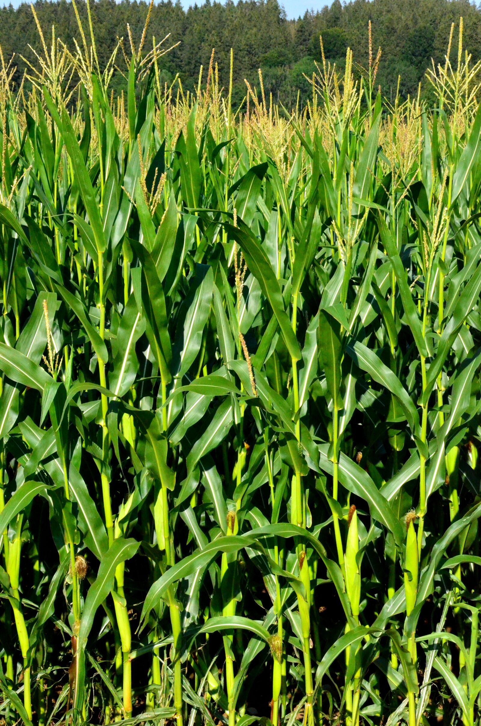 Nikon D7000 sample photo. Grain, corn, field photography