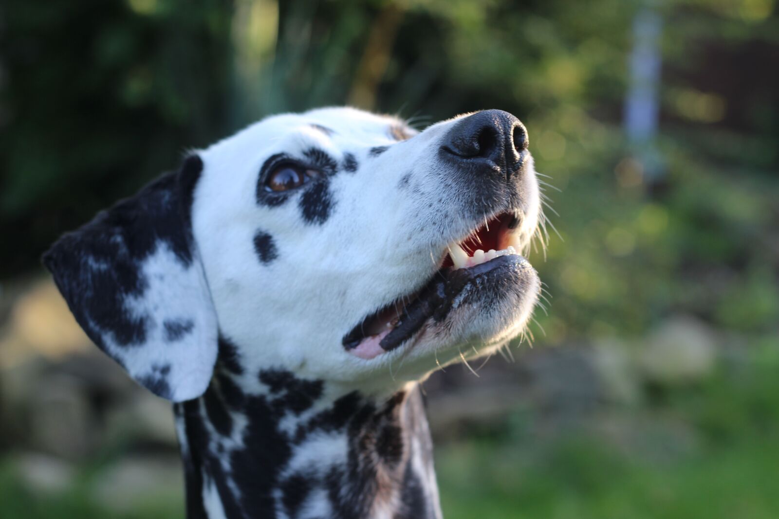 Canon EOS 600D (Rebel EOS T3i / EOS Kiss X5) + Canon EF 50mm F1.8 II sample photo. Dalmatians, dog, animal photography